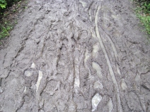 A Really Muddy Trail