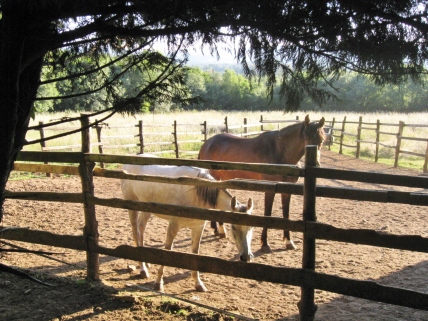 Horses in the Corral